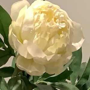 Meet your Posher, Ash